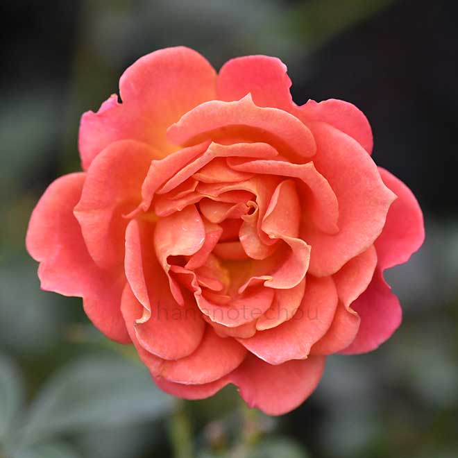 バラ パンプキン パッチ｜花の手帖の薔薇図鑑