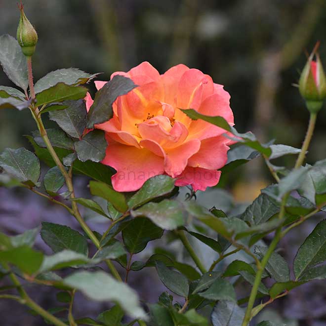 バラ パンプキン パッチ｜花の手帖の薔薇図鑑