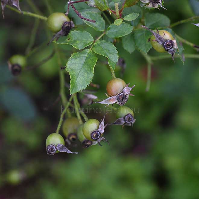 バラ パープル ヘイズ｜花の手帖の薔薇図鑑