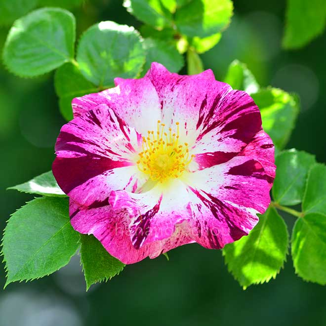 バラ パープルスプラッシュ｜花の手帖の薔薇図鑑