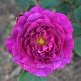 バラ パープルスプレンダー｜花の手帖の薔薇図鑑