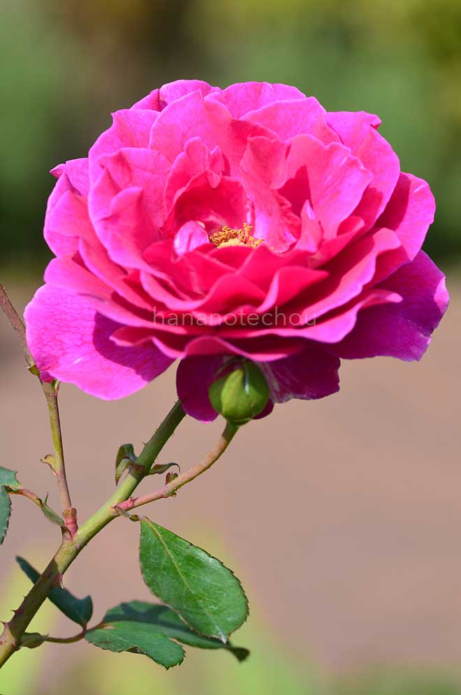 バラ パープル スプレンダー｜花の手帖の薔薇図鑑