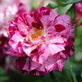 バラ パープル タイガー|花の手帖の薔薇図鑑