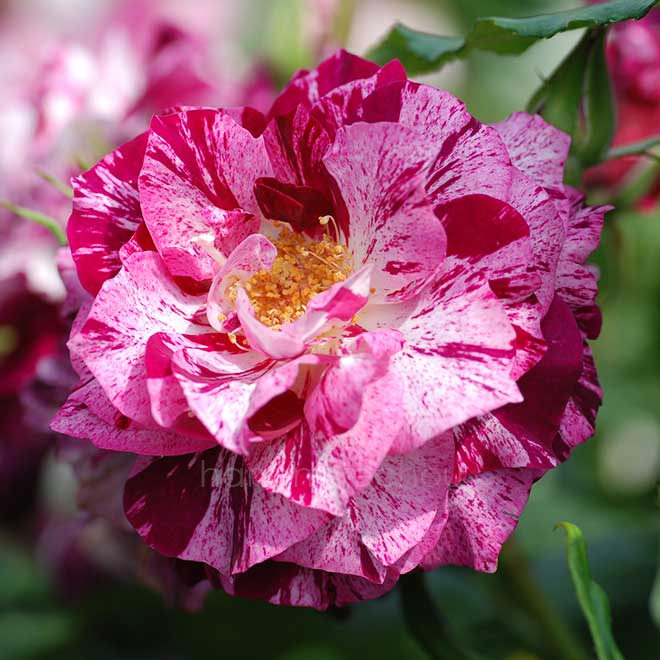 バラ パープル タイガー｜花の手帖の薔薇図鑑