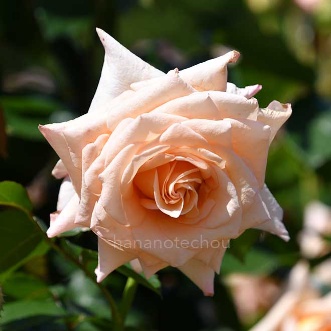 バラ バニラ パフューム｜花の手帖の薔薇図鑑