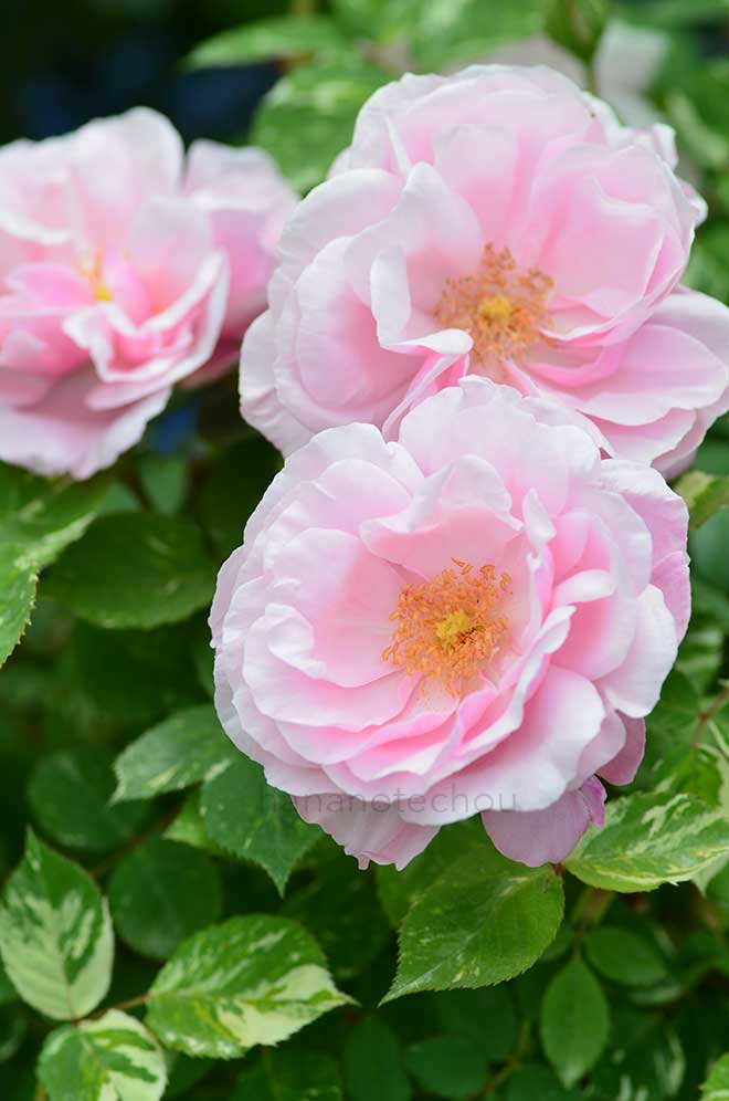 バラ ヘルシューレン｜花の手帖の薔薇図鑑