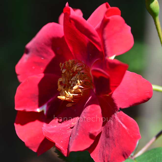 バラ ベスビアス|花の手帖の薔薇図鑑
