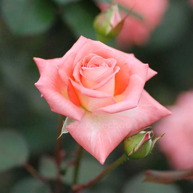 バラ バイオレット カーソン｜花の手帖の薔薇図鑑