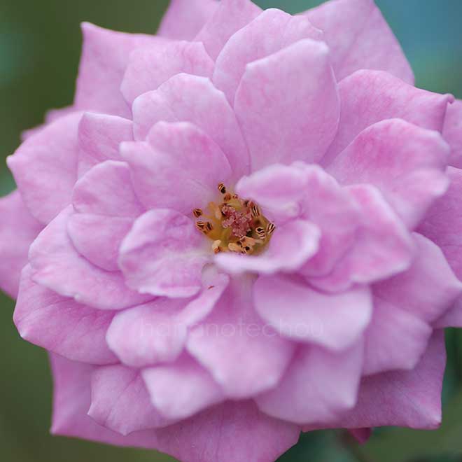 バラ バイオレット ドリー|花の手帖の薔薇図鑑