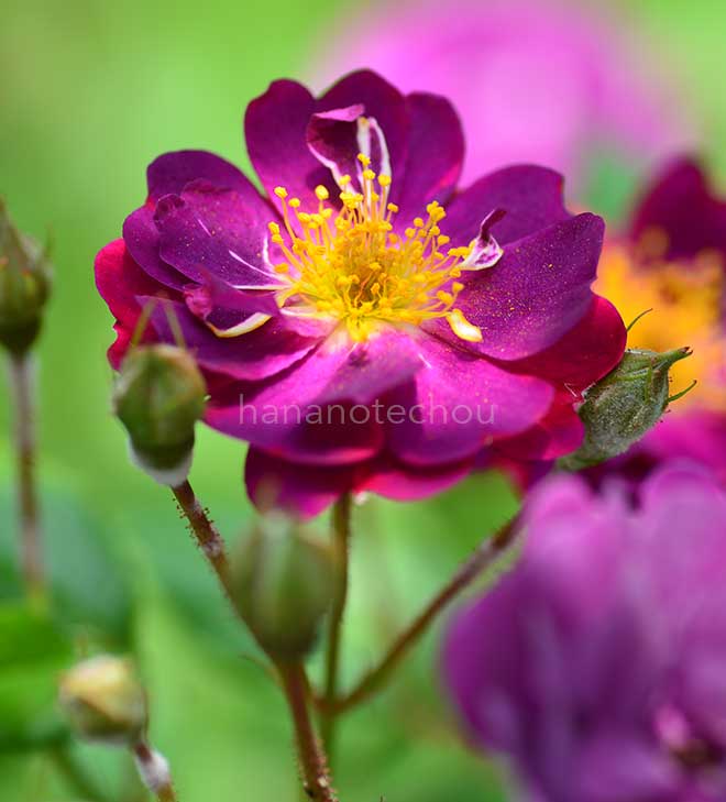 バラ バイオレット|花の手帖の薔薇図鑑