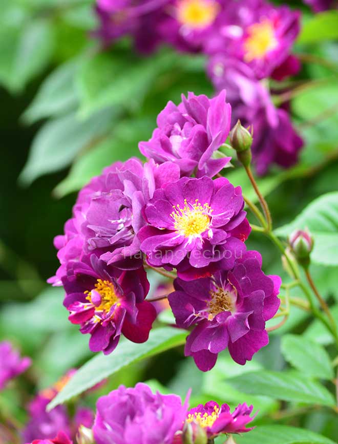 バラ バイオレット|花の手帖の薔薇図鑑