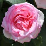 バラ バイオリーナ｜花の手帖の薔薇図鑑