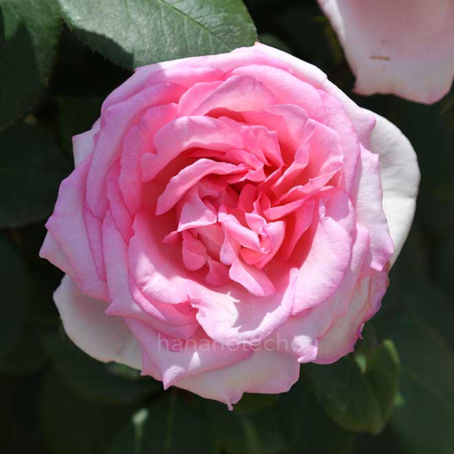 バラ バイオリーナ|花の手帖の薔薇図鑑