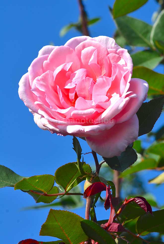 バラ バイオリーナ|花の手帖の薔薇図鑑