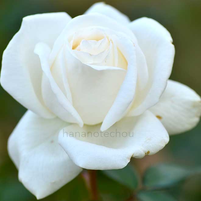 バラ ビブ ラ マリエ!|花の手帖の薔薇図鑑