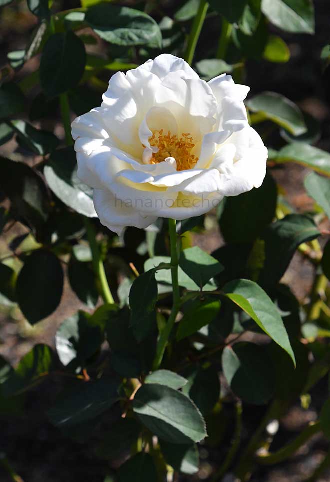 バラ ホワイト クリスマス｜花の手帖の薔薇図鑑