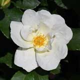 バラ ホワイト ノック アウト｜花の手帖の薔薇図鑑