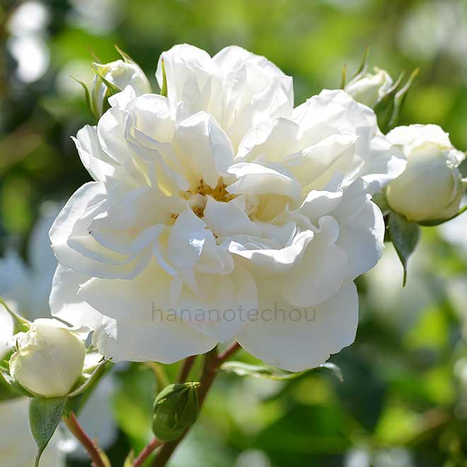 バラ ホワイト メイディランド｜花の手帖の薔薇図鑑