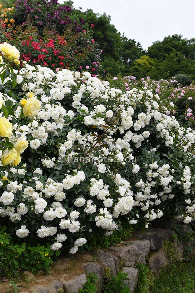 バラ ホワイト メイディランド｜花の手帖の薔薇図鑑