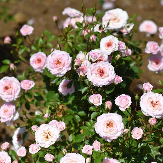 バラ エールフランス|花の手帖の薔薇図鑑