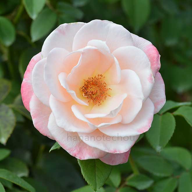 バラ エイプリル イン パリ｜花の手帖の薔薇図鑑