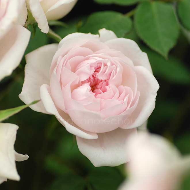 バラ バンビーノ|花の手帖の薔薇図鑑