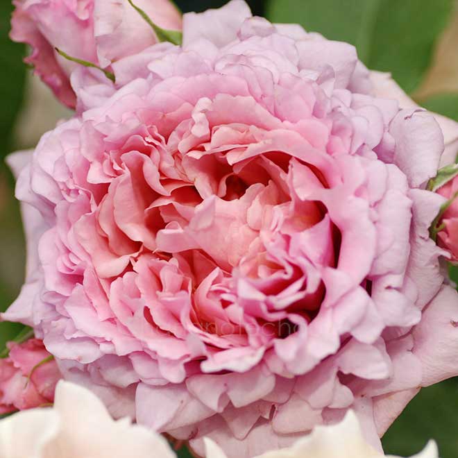 バラ ビアンヴニュ｜花の手帖の薔薇図鑑