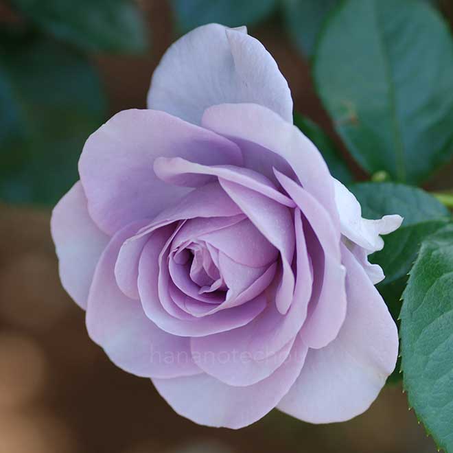 バラ ブルー バユー|花の手帖の薔薇図鑑