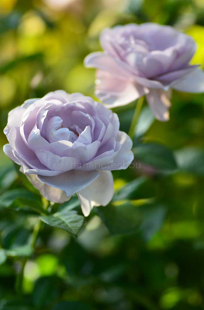 バラ ブルー バユー|花の手帖の薔薇図鑑