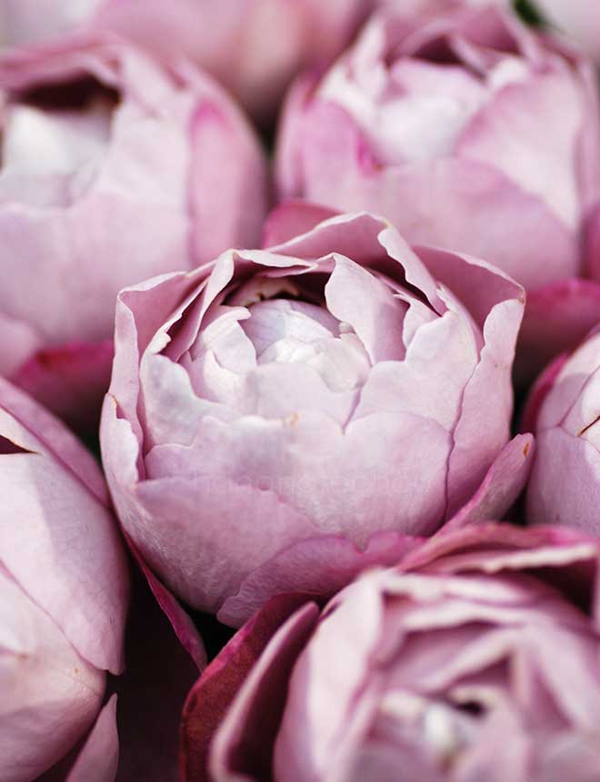 バラ ブル ドゥ パルファム｜花の手帖の薔薇図鑑