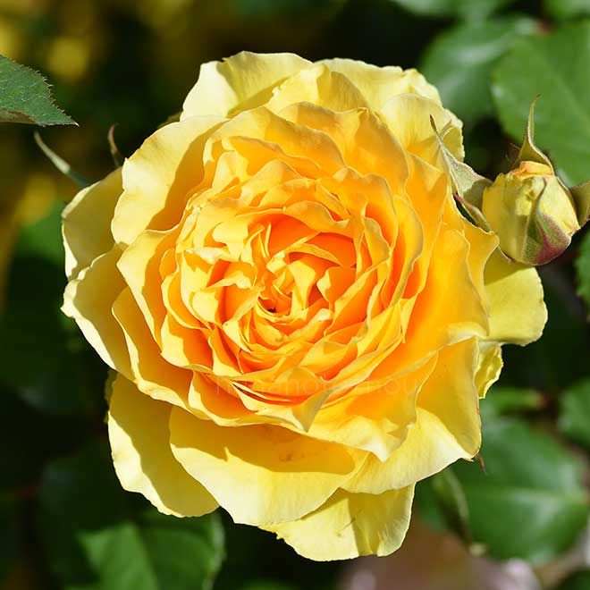 バラ ブラス バンド|花の手帖の薔薇図鑑