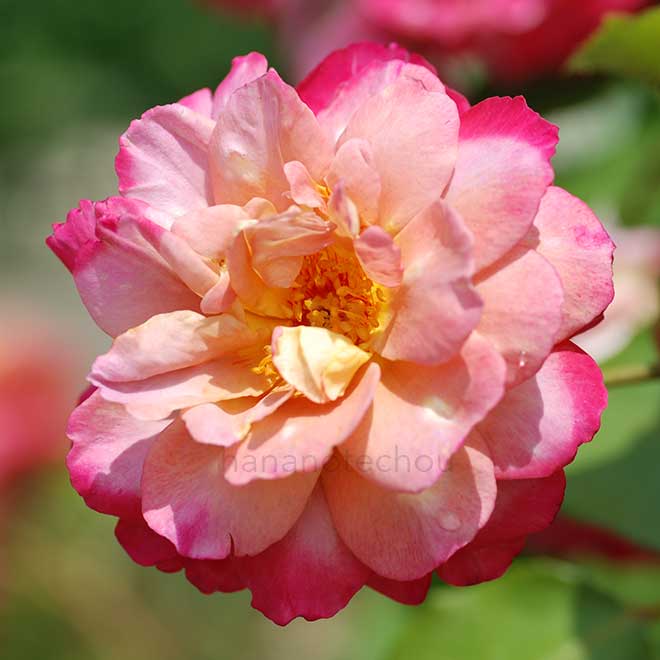 バラ ブラウニー|花の手帖の薔薇図鑑