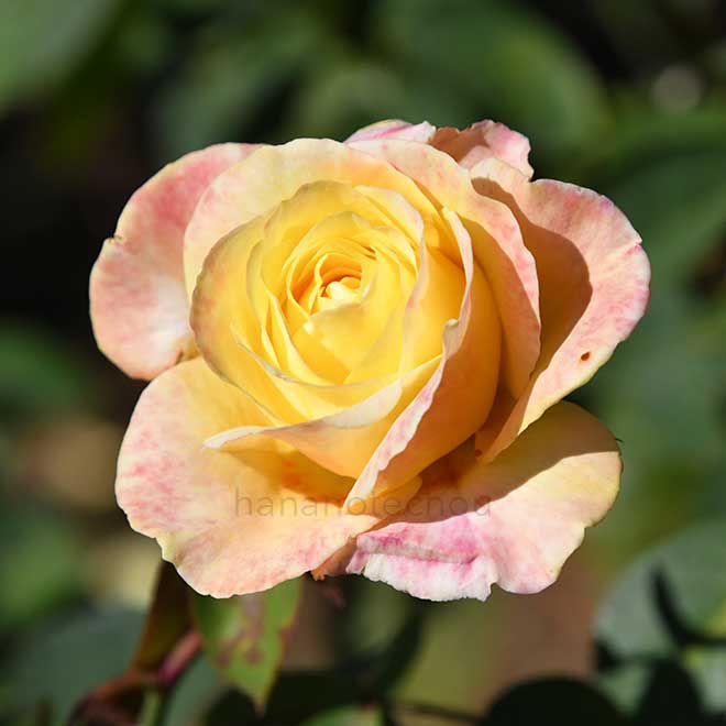 バラ カナリー｜花の手帖の薔薇図鑑