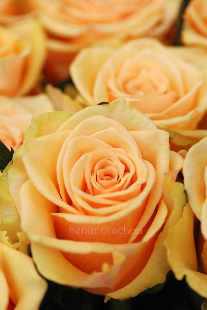 バラ ｜花の手帖の薔薇図鑑