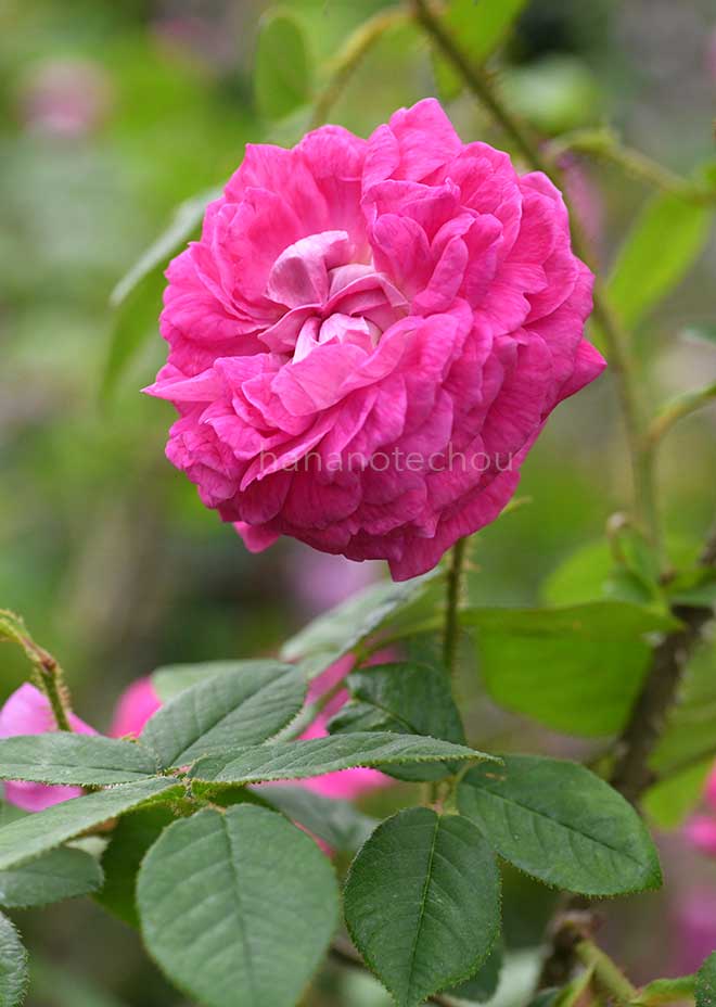 バラ カトリーヌ ドゥ ベルデンベルグ|花の手帖の薔薇図鑑
