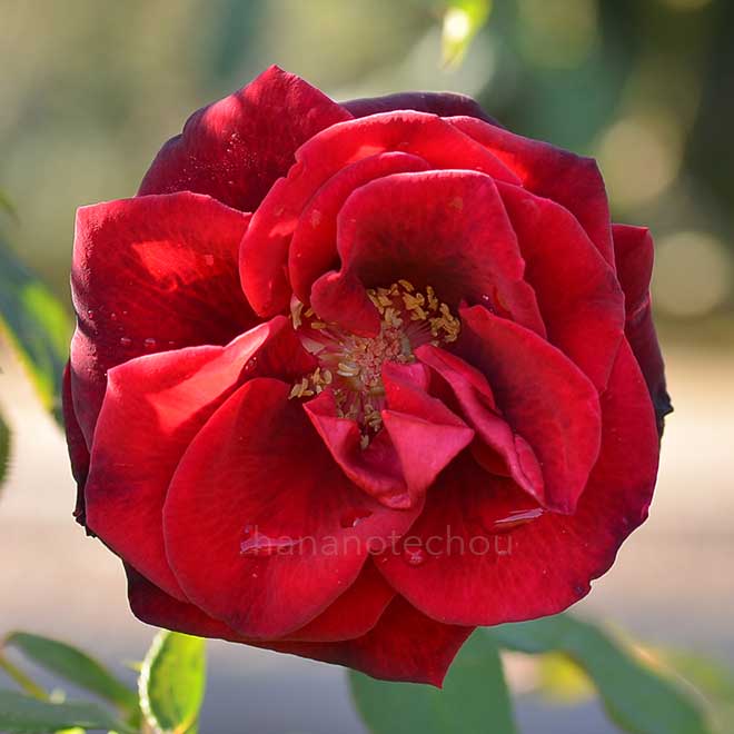 バラ クラレット｜花の手帖の薔薇図鑑