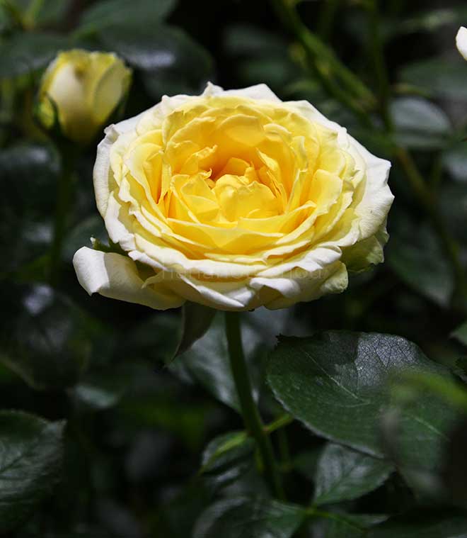 バラ コート ドール｜花の手帖の薔薇図鑑