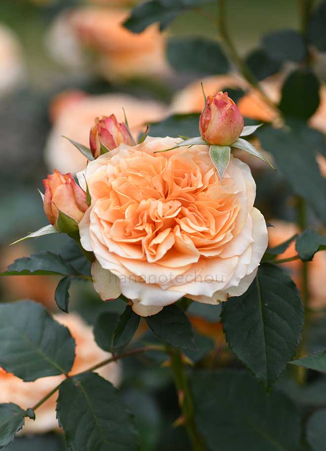 バラ カントリートレンドセッター|花の手帖の薔薇図鑑