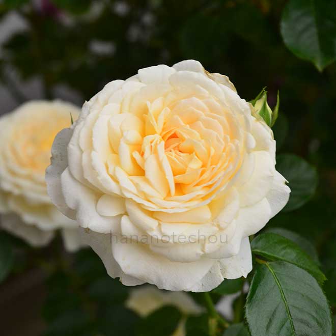 バラ クリーム アバンダンス｜花の手帖の薔薇図鑑