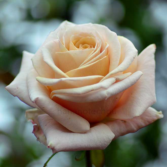 バラ クリームキャラメル｜花の手帖の薔薇図鑑