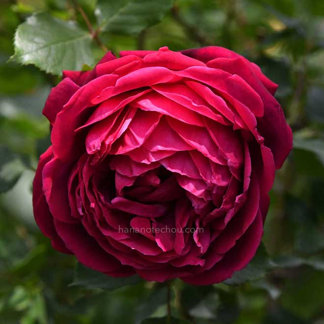 バラ エトワールドゥフランス|花の手帖の薔薇図鑑