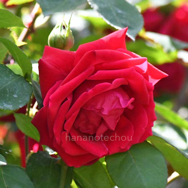 バラ つる エトワール ドゥ オランド|花の手帖の薔薇図鑑