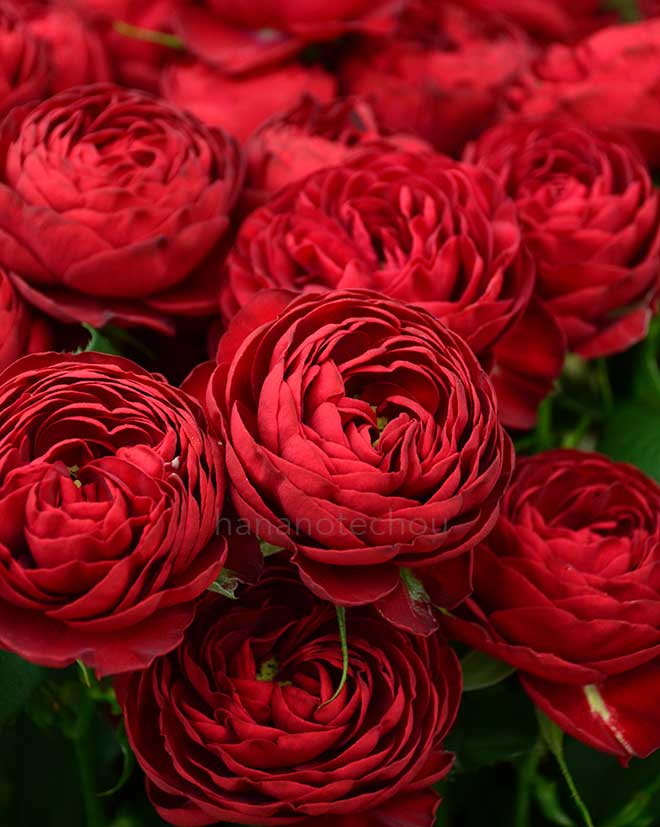 バラ ガーネット ジェム|花の手帖の薔薇図鑑