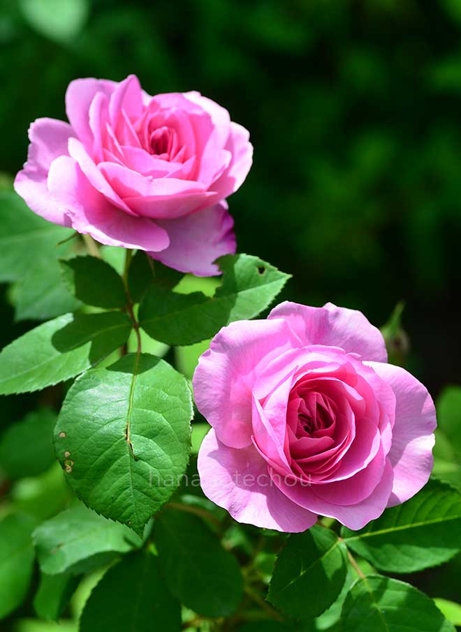 バラ ガートルード ジェキル|花の手帖の薔薇図鑑