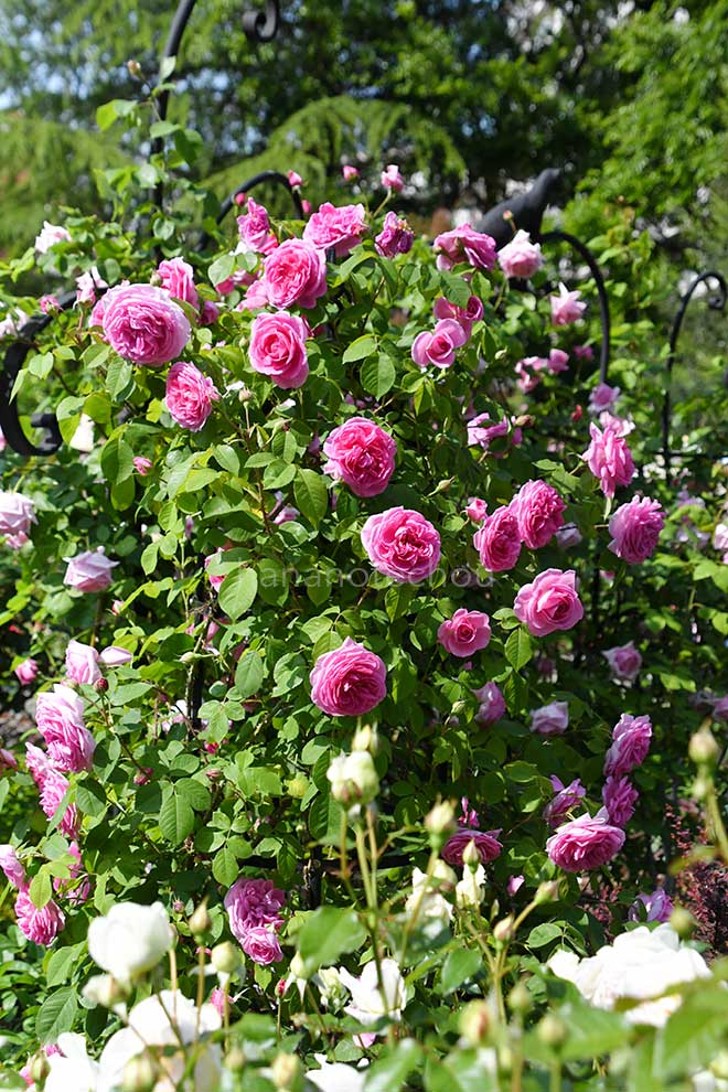 バラ ガートルード ジェキル|花の手帖の薔薇図鑑