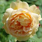 バラ ゴールデン セレブレーション|花の手帖の薔薇図鑑