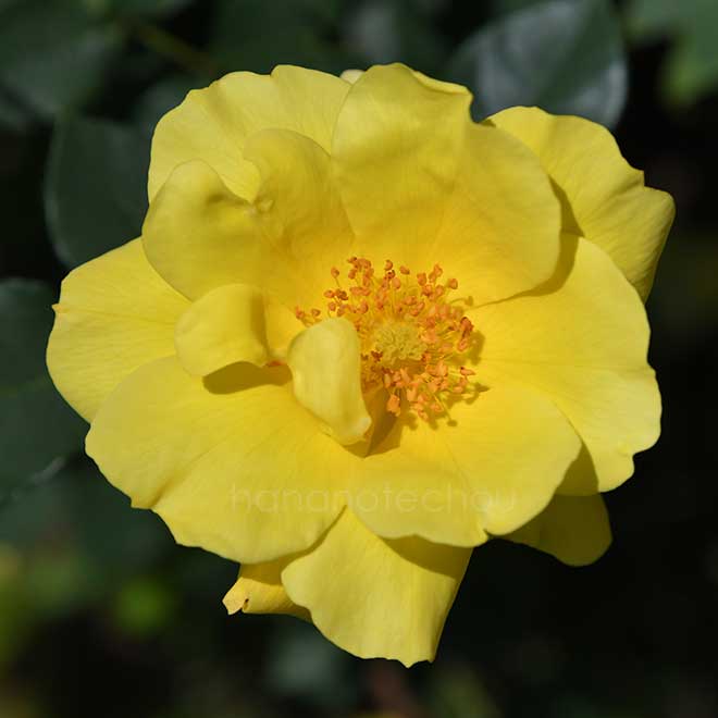 バラ グリーン ファイアー｜花の手帖の薔薇図鑑