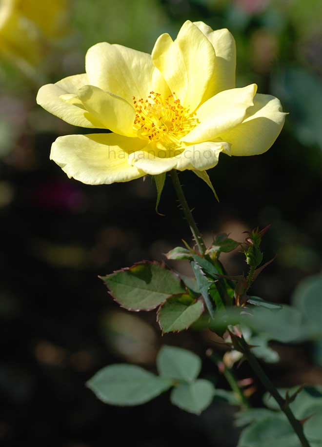 バラ グリーン ファイアー｜花の手帖の薔薇図鑑