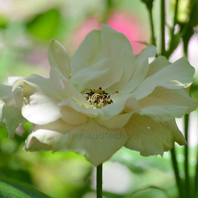 バラ グリーンスリーブス｜花の手帖の薔薇図鑑