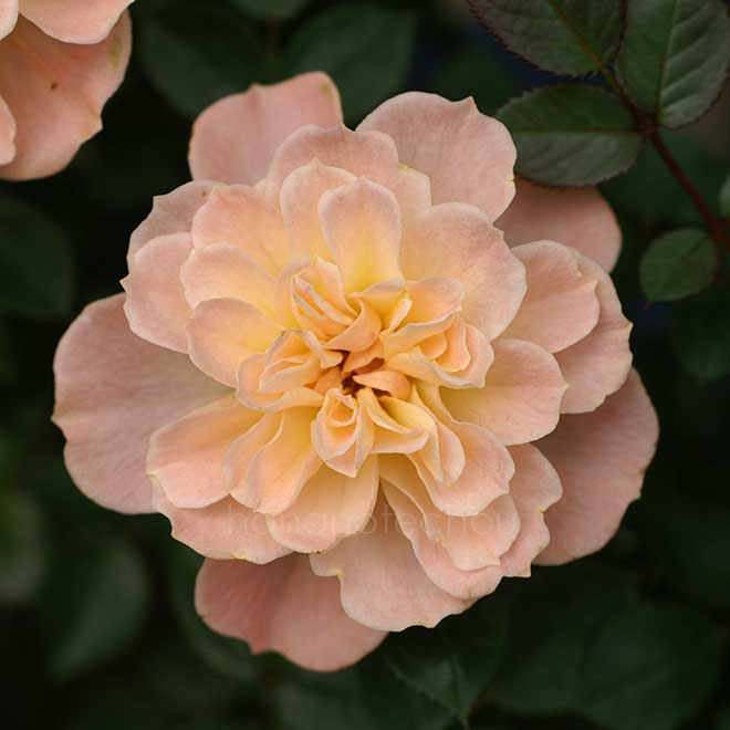 バラ ハー マジェスティ｜花の手帖の薔薇図鑑